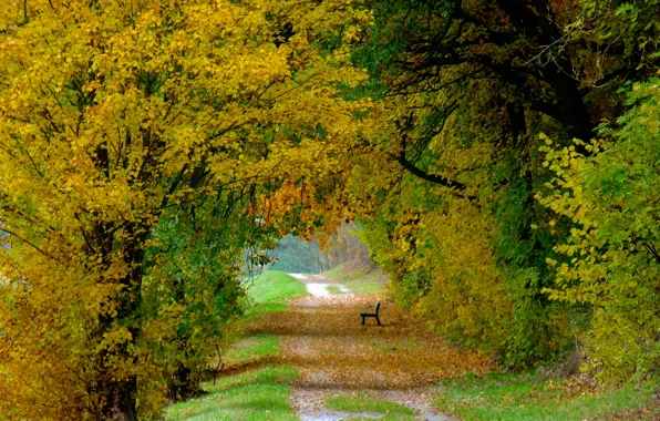 Картинка осень, листья, деревья, скамейка, природа, colorful, дорожка, листопад, trees, nature, Autumn, leaves, path