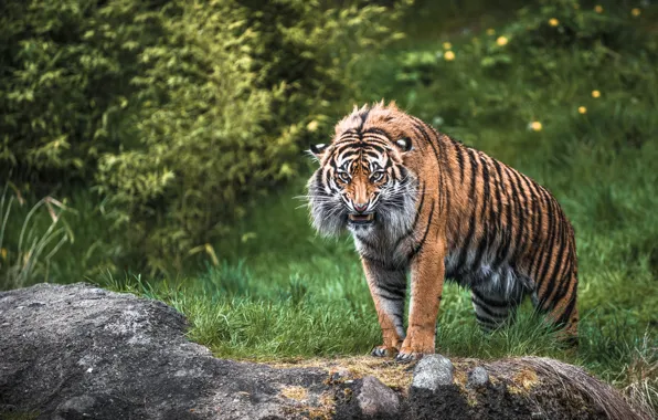 Картинка тигр, злость, хищник, ярость, дикая кошка