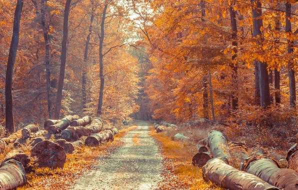 Картинка дорога, лес, Осень, бревна
