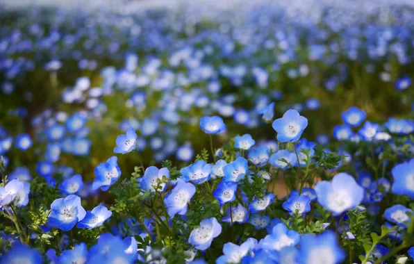 Картинка поле, цветы, лепестки, размытость, голубые, боке, Немофила