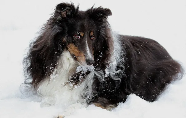 Картинка взгляд, снег, друг, собака