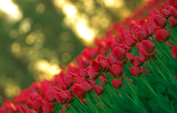 Картинка свет, цветы, красный, природа, весна, размытость, Тюльпаны, бутоны