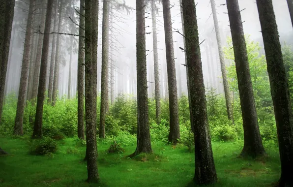Картинка лес, деревья, природа