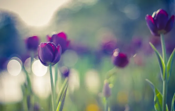 Картинка colors, summer, flowers, beautiful, tulips, bokeh, purple