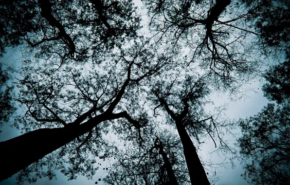 Картинка деревья, ветки, черный, серое небо, темный лес, осеннее небо, спасское лутовиново