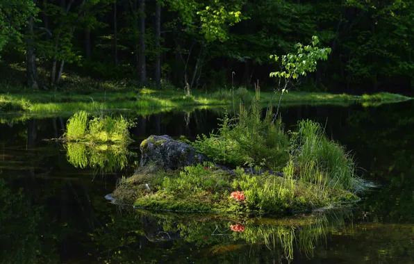 Картинка лес, трава, цветы, озеро, отражение, островок, деревце