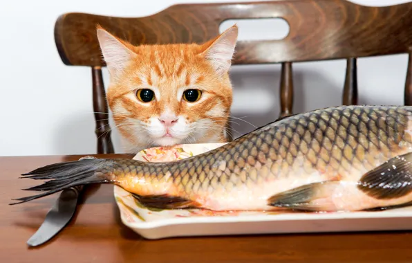 Картинка кот, стол, рыба, рыжий, стул, нож