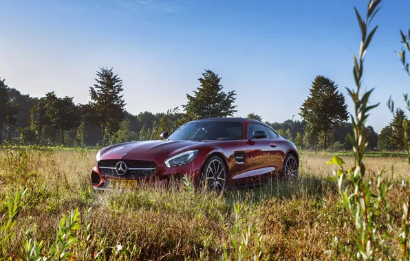 Картинка car, Mercedes, nature, AMG, GT S, Edition One