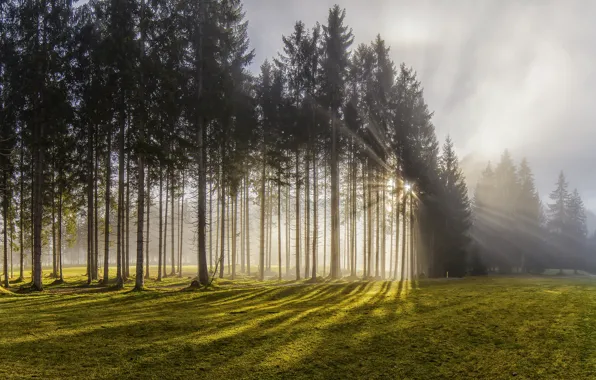 Картинка лес, солнце, лучи, свет, деревья, природа, туман, Австрия