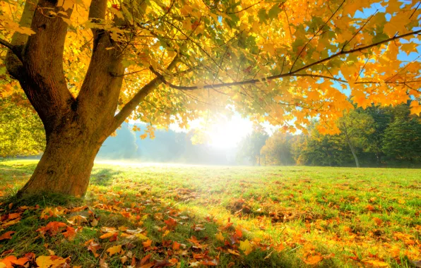 Картинка осень, лес, трава, листья, солнце, деревья, поляна