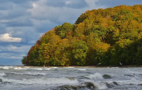 Картинка море, волны, осень, небо, деревья, тучи, шторм, Природа, storm, sky, trees, sea, nature, autumn