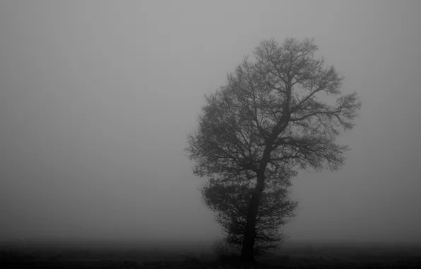 Картинка туман, дерево, черно-белое, монохромное