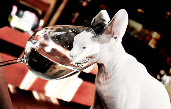 Картинка кошки, жажда, бокал