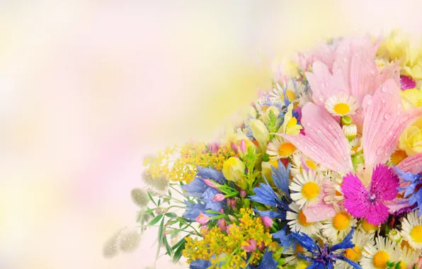 Картинка лето, цветы, букет, daisies, drops, petals