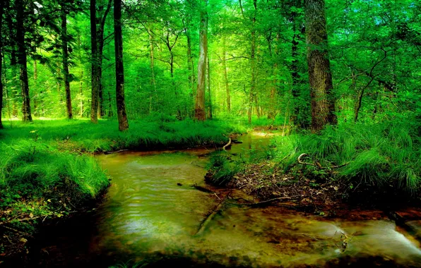 Картинка зелень, лес, лето, ручей