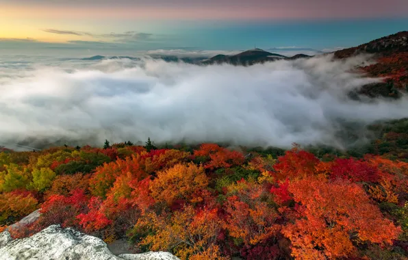 Картинка осень, лес, деревья, горы, туман, камни, утро, США, North Carolina
