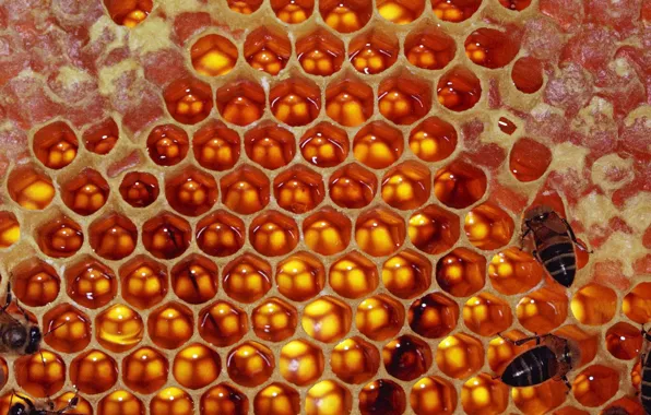 Картинка Соты, пчелы, мед