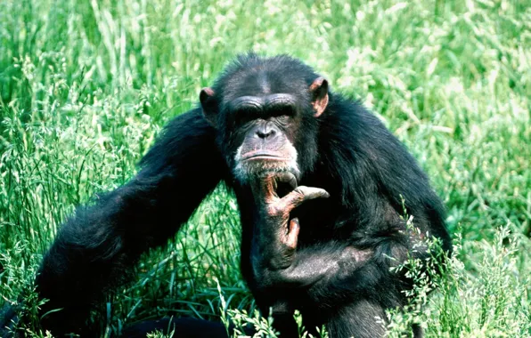 Картинка Трава, Шимпанзе, Думает