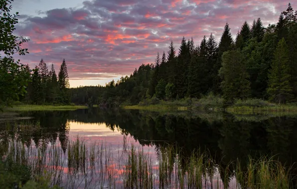 Картинка лес, озеро, Норвегия, Norway