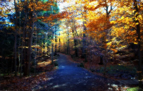 Картинка дорога, осень, деревья, природа, день