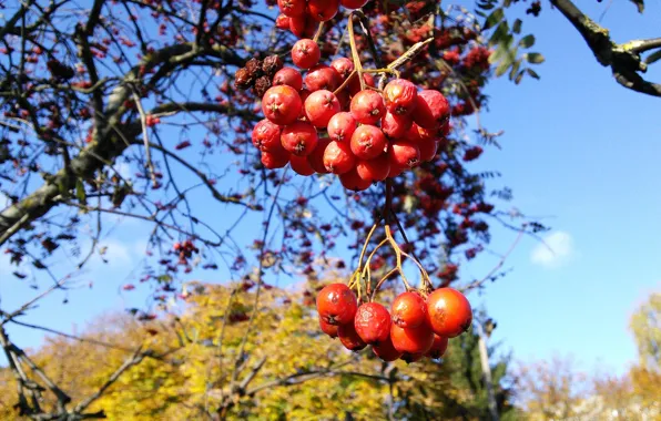 Картинка осень, red, красная, nature, рябина, autumn, macro, tree, berries, red berries, sorbus, mountain ash, rowan