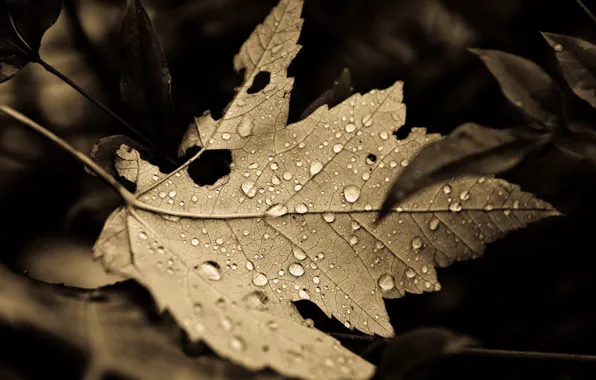 Картинка Fall, leaves, drops