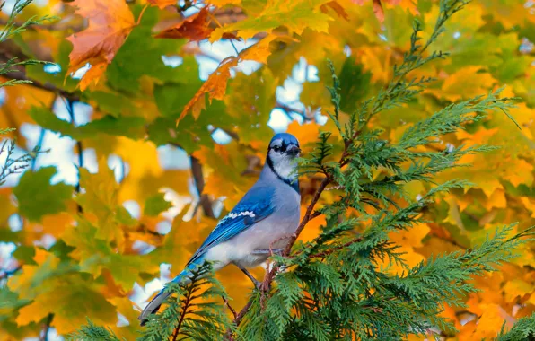Картинка осень, листья, дерево, птица, ветка