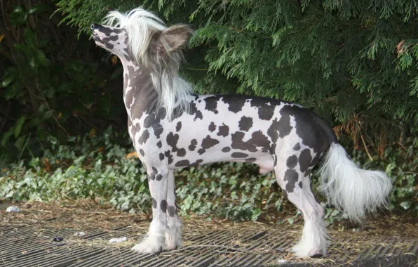 Картинка поляна, собака, Китайская хохлатая собака