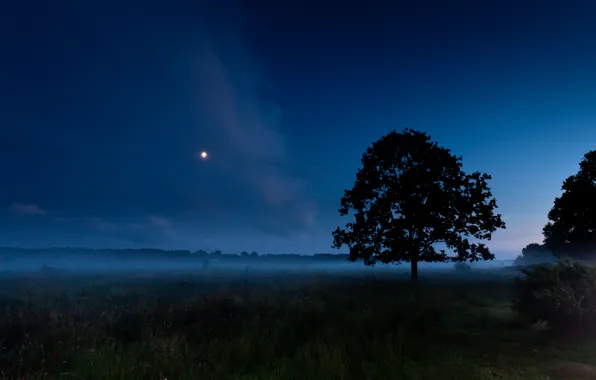 Картинка поле, лето, ночь, туман, дерево, луна