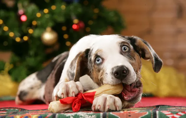 Картинка праздник, новый год, рождество, Собака, подарки, бантик, лакомство