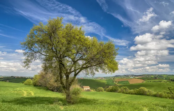 Картинка дом, дерево, холмы, поля, весна, Италия