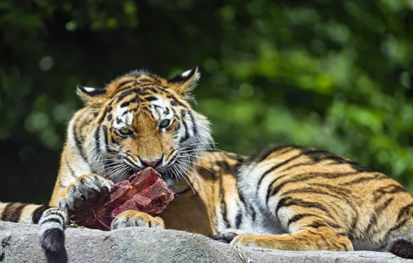 Картинка кошка, тигр, хищник, мясо, ест, амурский, ©Tambako The Jaguar