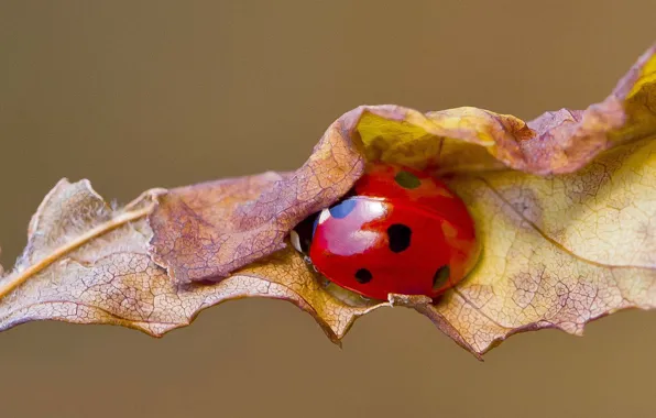 Картинка autumn, leaf, ladybug, ladybird