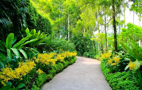Картинка зелень, деревья, сад, дорожка, Сингапур, аллея, кусты, Botanic Gardens