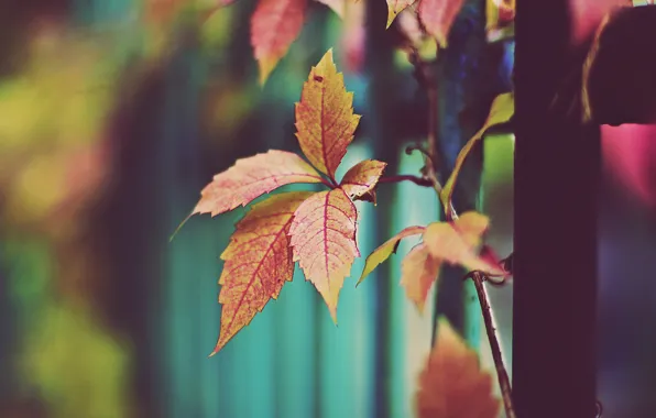 Картинка осень, листья, оранжевые листья, сухие листья