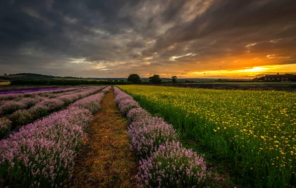 Картинка поле, закат, цветы, природа, Англия, вечер, Великобритания, лаванда, Хэмпшир