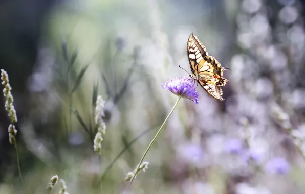 Картинка лето, цветы, бабочка