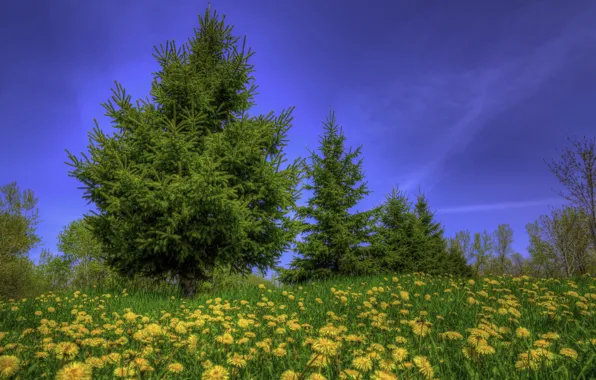 Картинка небо, трава, деревья, цветы, голубое, поляна, желтые, одуванчики, лужайка