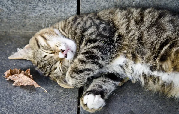 Картинка кошка, кот, серый, отдых, спит, полосатый