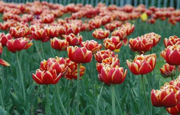 Картинка цветок, весна, май, тюльпаны