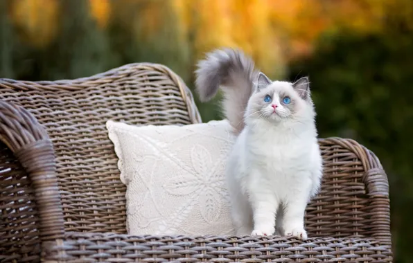 Картинка осень, кошка, глаза, взгляд, котенок, кресло, пушистый, подушка, лапочка, голубоглазый, рэгдолл