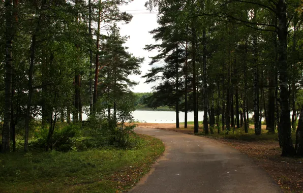 Картинка дорога, деревья, природа, парк, река, фото, Россия, Ленинградская область