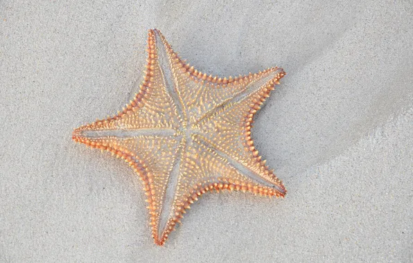 Картинка песок, макро, морская звезда