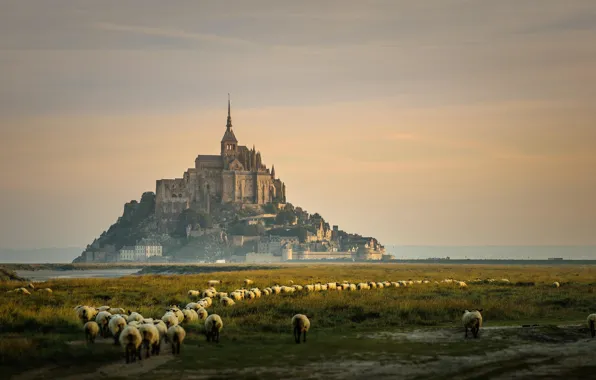 Картинка Франция, остров, овцы, Мон-Сен-Мишель
