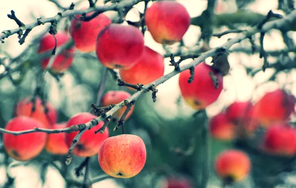 Картинка осень, ветки, яблоки, урожай, плоды