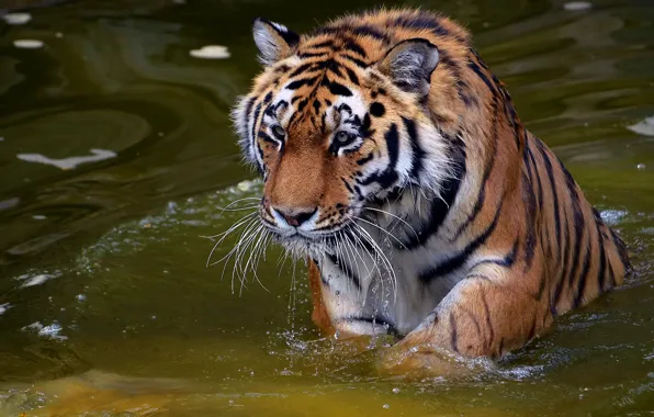 Картинка усы, взгляд, морда, вода, капли, тигр, хищник, tiger, panthera tigris