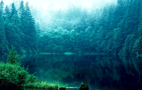 Картинка трава, отражения, деревья, озеро, Лес