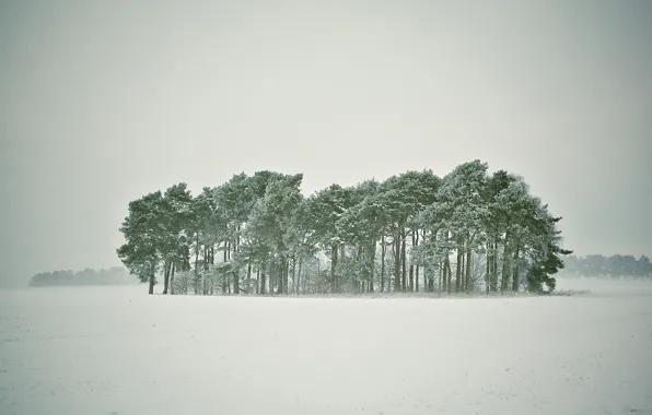 Картинка зима, лес, снег, деревья, метель, заснежено
