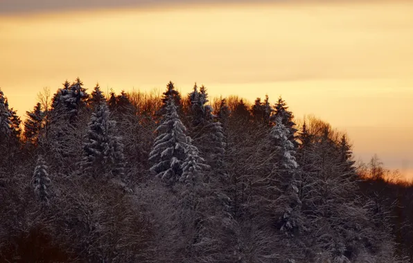 Картинка зима, лес, деревья, пейзаж, закат, природа