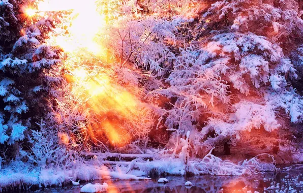 Картинка зима, лес, лучи, снег, Рассвет